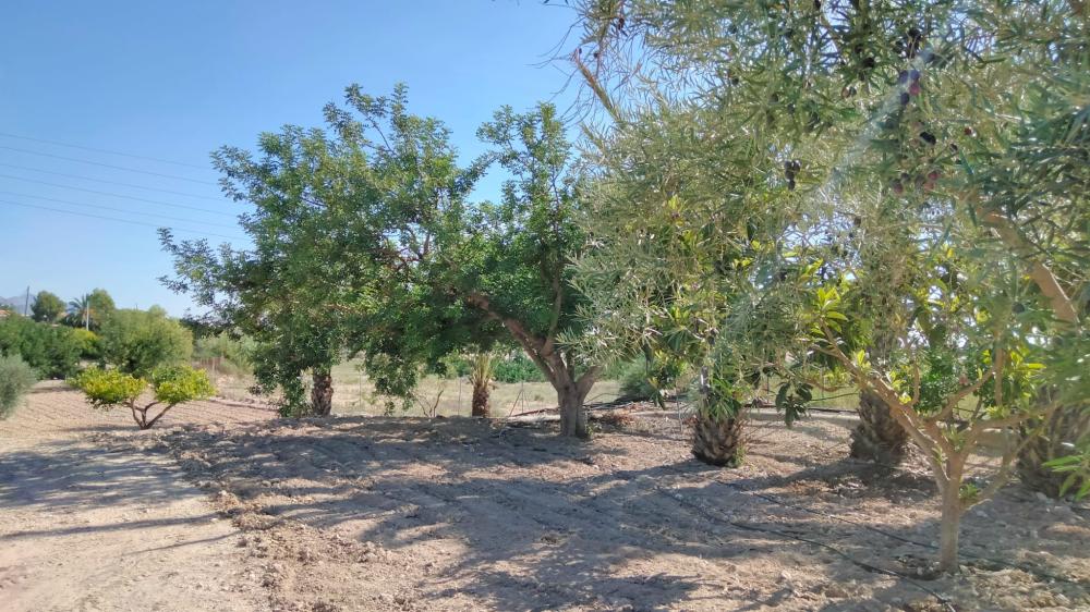 en venta finca rústica La Murada Baix Segura 2