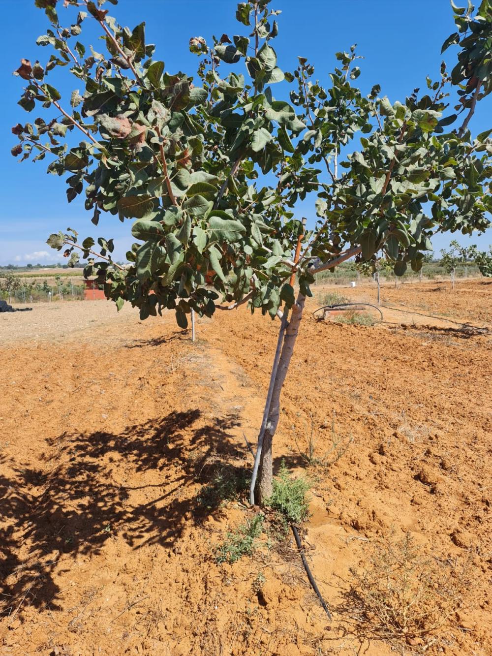  en venta finca rústica Rociana Del Condado Condado (El) 6