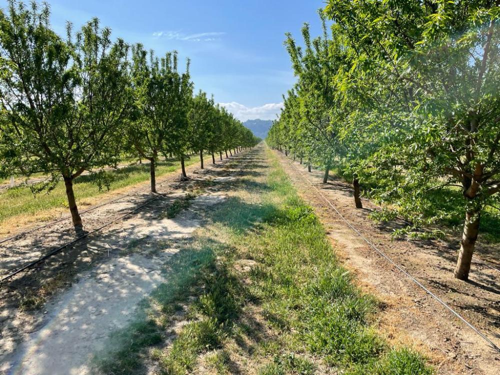  en venta finca rústica Miravet Ribera D'ebre 6