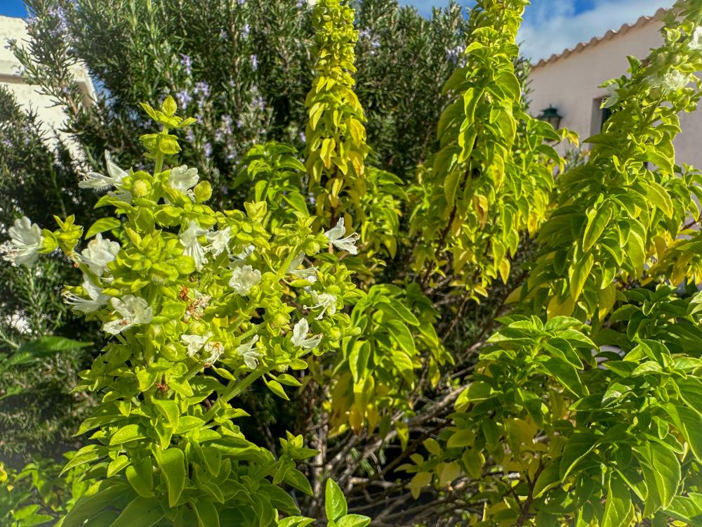  en venta finca rústica El Socorro Zona Metropolitana 30