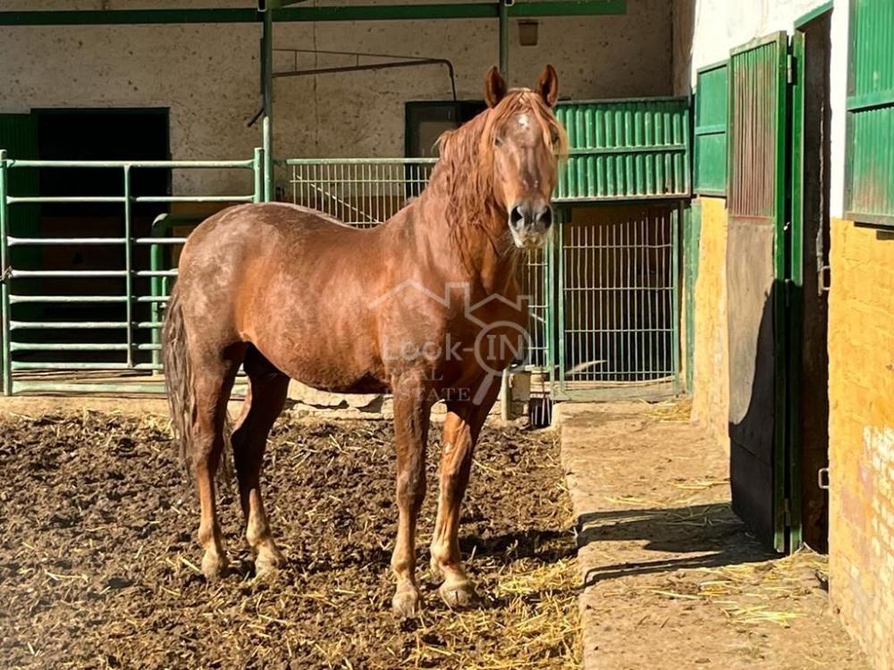  en venta finca rústica Ronda Vega De Granada 42
