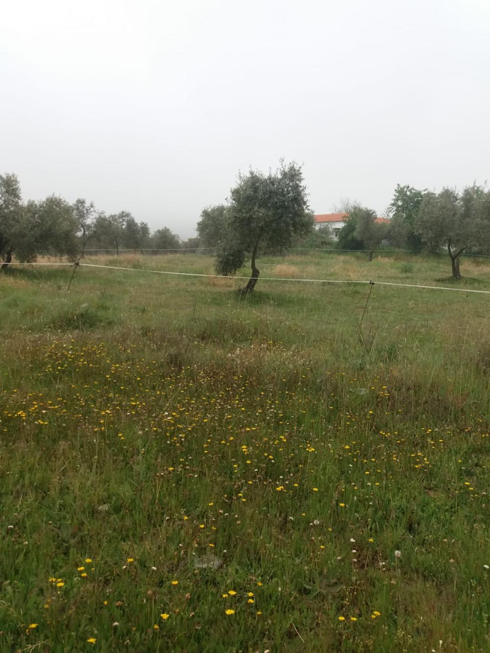  en venta finca rústica Espiel Valle Del Guadiato 3
