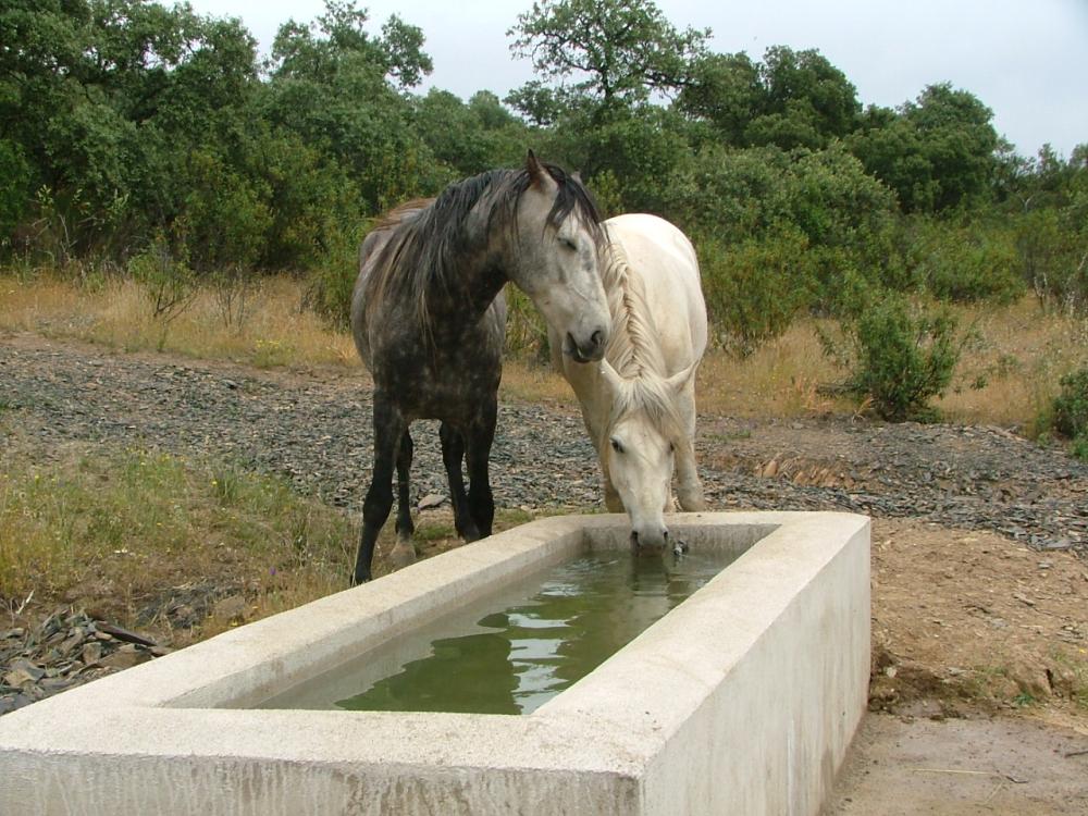  en venta finca rústica Pozoblanco Pedroches (Los) 3