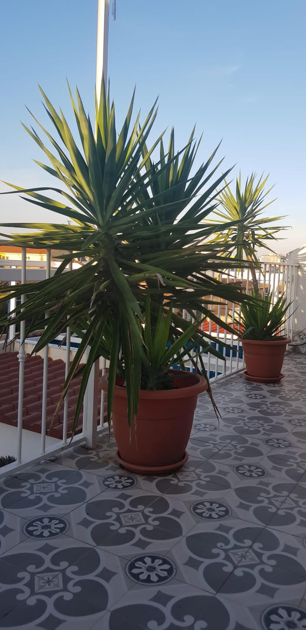  en venta casa de pueblo Mairena Del Aljarafe Metropolitana De Sevilla 4
