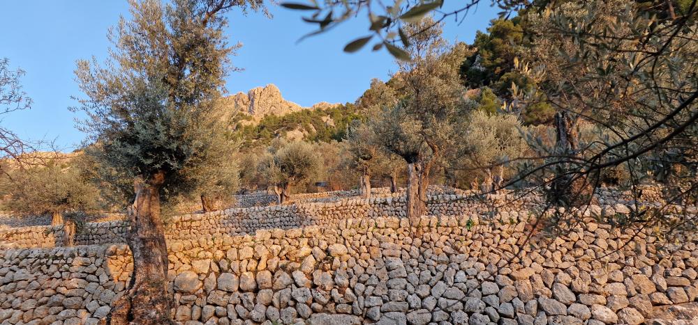  en venta finca rústica Fornalutx Tramuntana 8
