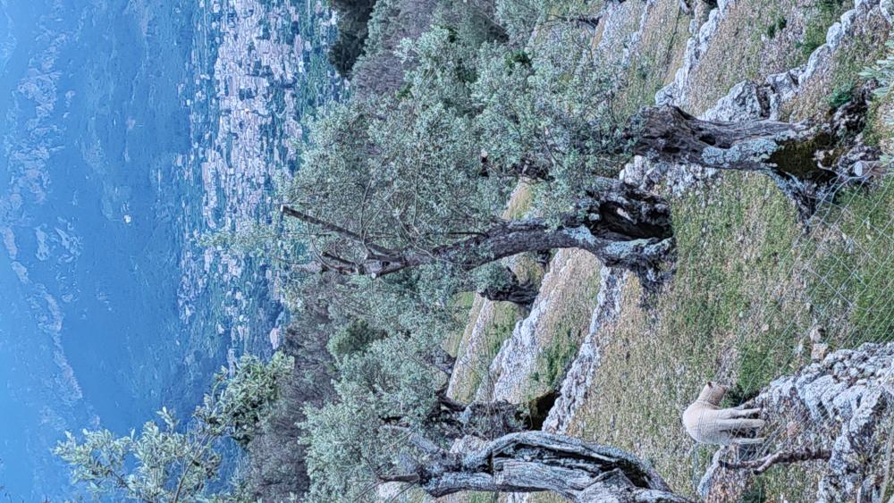  en venta finca rústica Fornalutx Tramuntana 11