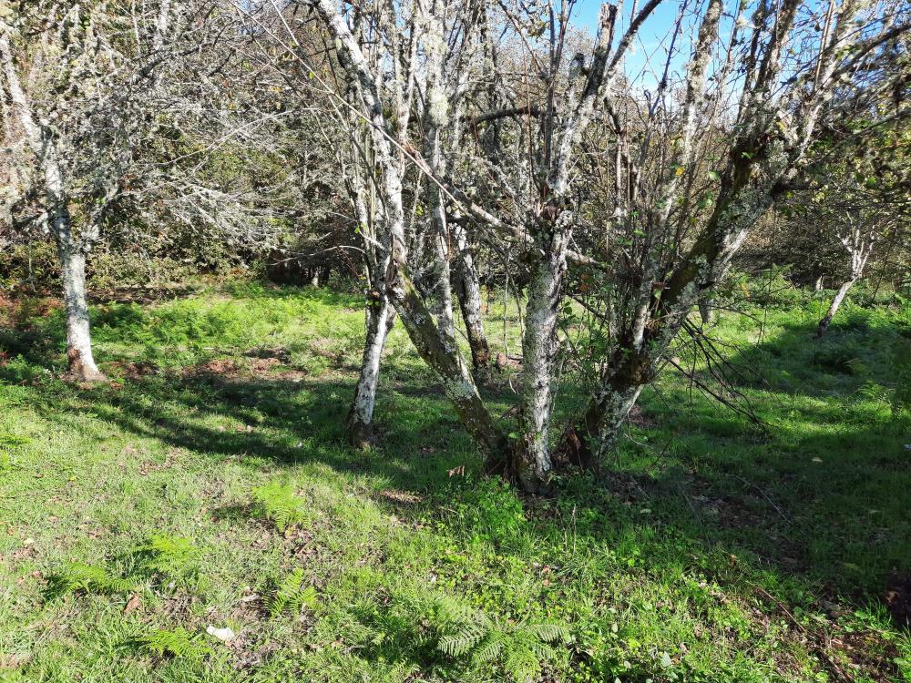  en venta casa Bubeiras Ourense 5