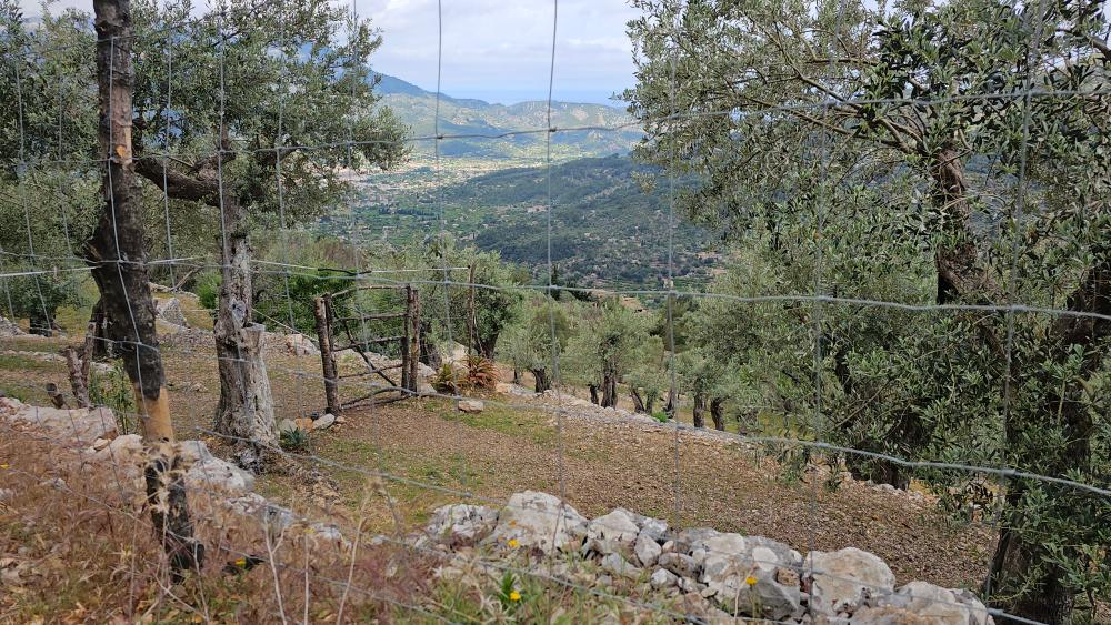  en venta finca rústica Fornalutx Tramuntana 23