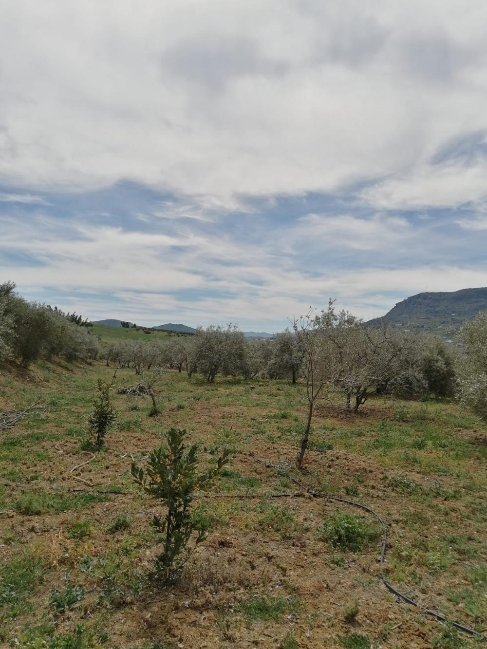  en venta casa Bermejo-Caracuel Valle Del Guadalhorce 33