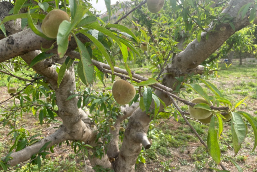  en venta finca rústica Villanueva Del Río Segura Valle De Ricote 22