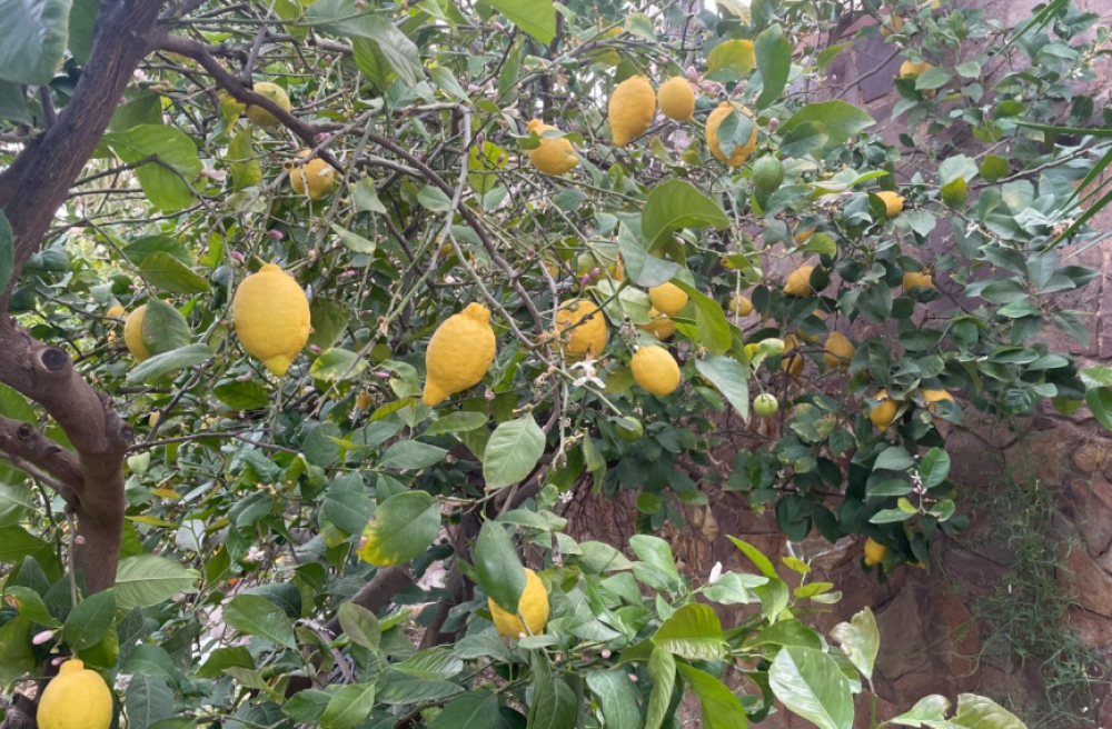  en venta finca rústica Villanueva Del Río Segura Valle De Ricote 26