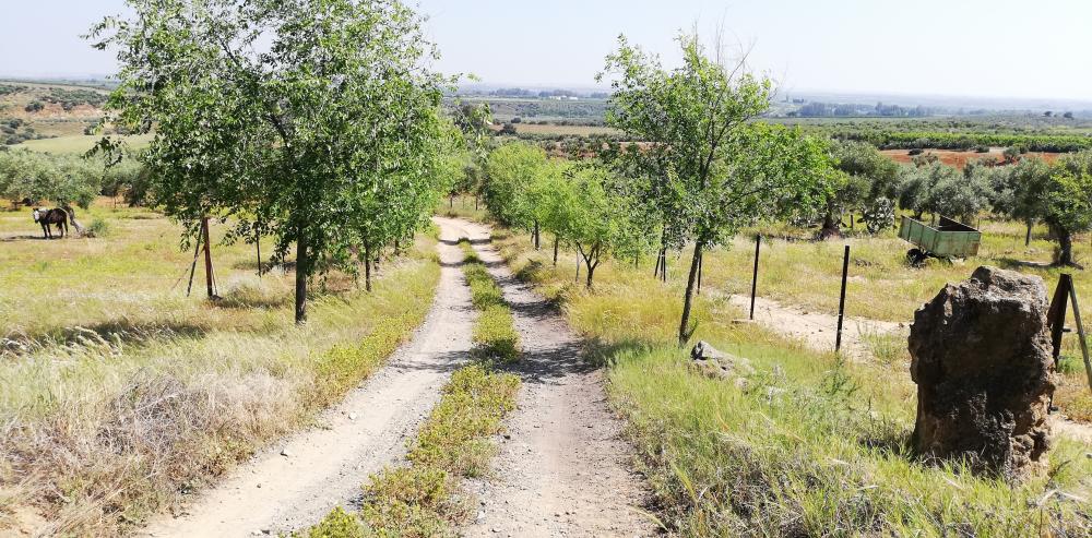  en venta finca rústica Villanueva Del Río Y Minas Vega Del Guadalquivir 37