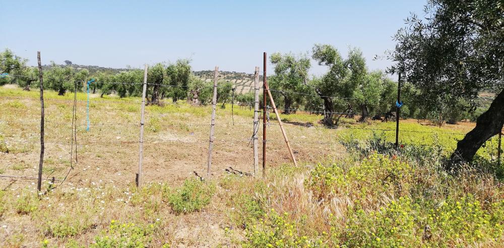  en venta finca rústica Villanueva Del Río Y Minas Vega Del Guadalquivir 36