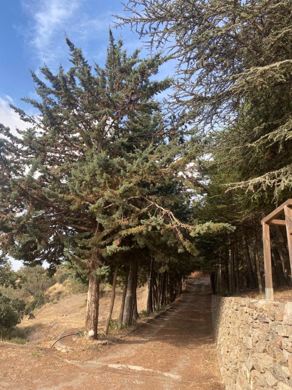  en venta finca rústica Pampaneira Alpujarra Granadina 15