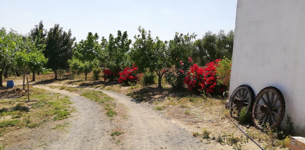  en venta finca rústica Villanueva Del Río Y Minas Vega Del Guadalquivir 34