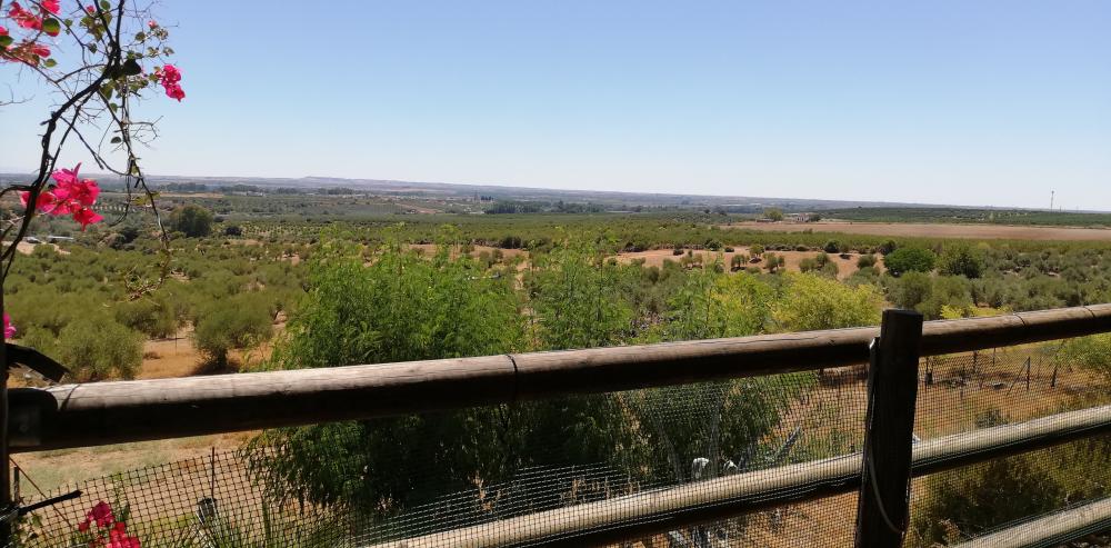  en venta finca rústica Villanueva Del Río Y Minas Vega Del Guadalquivir 25