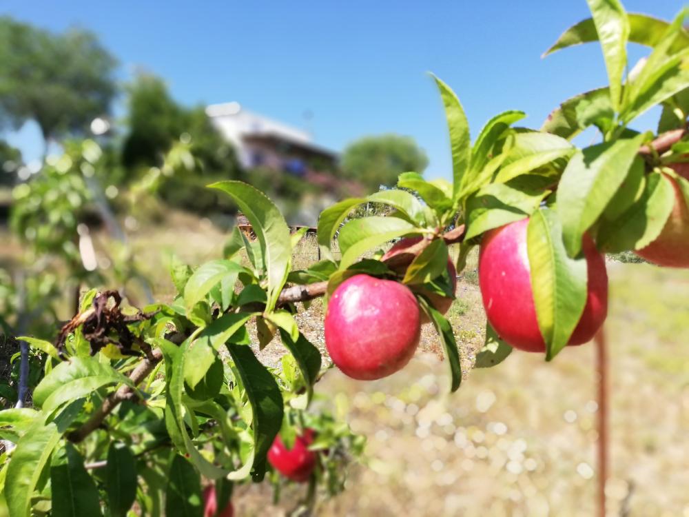 en venta finca rústica Villanueva Del Río Y Minas Vega Del Guadalquivir 35