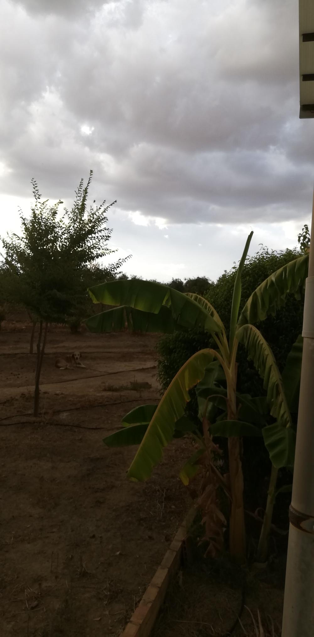  en venta finca rústica Villanueva Del Río Y Minas Vega Del Guadalquivir 21