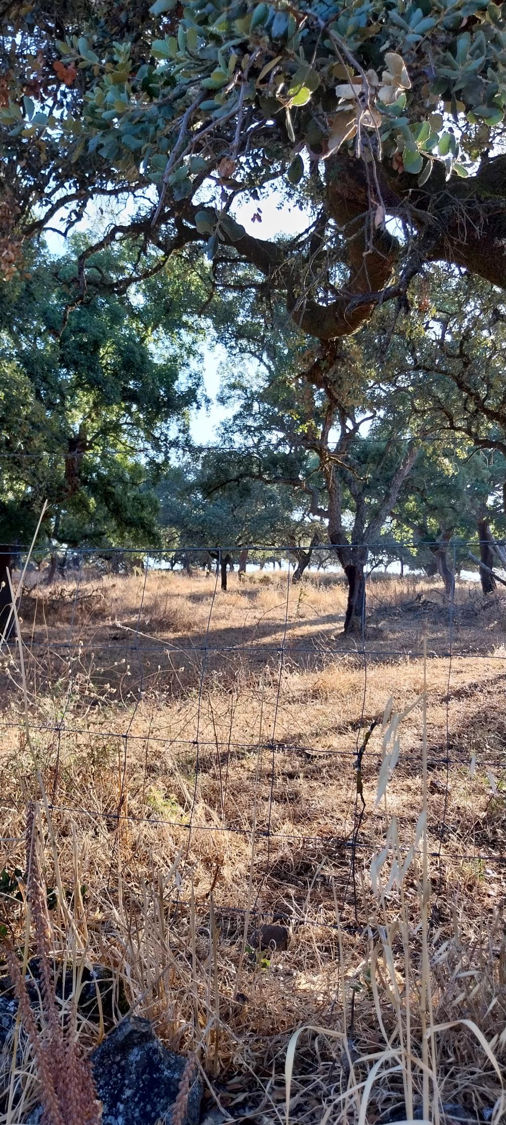  en venta finca rústica Valdezufre Sierra De Huelva 2