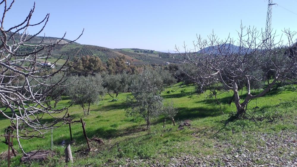  en venta finca rústica Monda Sierra De Las Nieves 25
