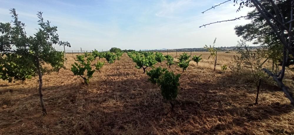  en venta finca rústica Mirandilla Merida 12