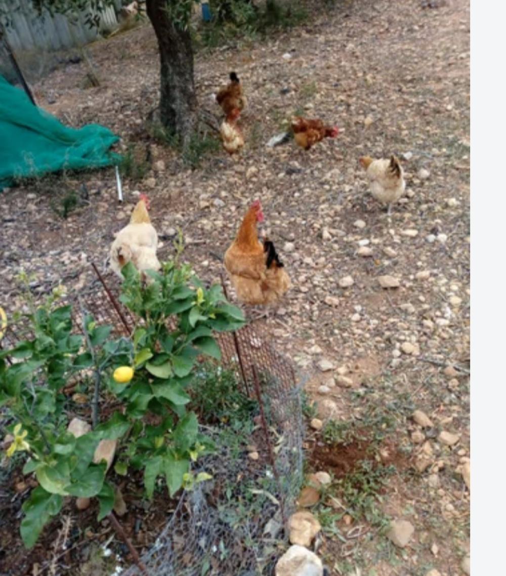  en venta finca rústica Mont-Roig Del Camp Baix Camp 1
