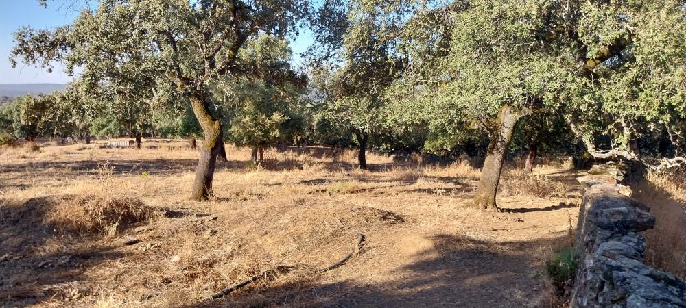  en venta finca rústica Valdezufre Sierra De Huelva 7