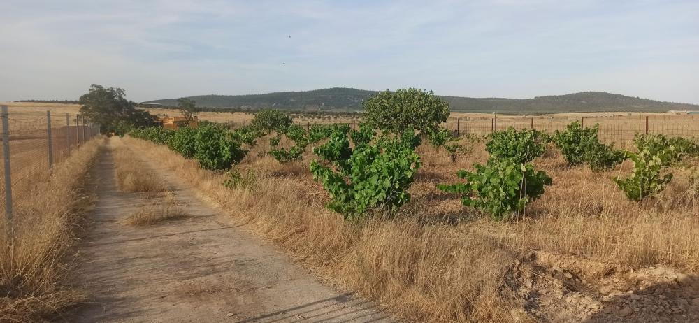  en venta finca rústica Mirandilla Merida 18