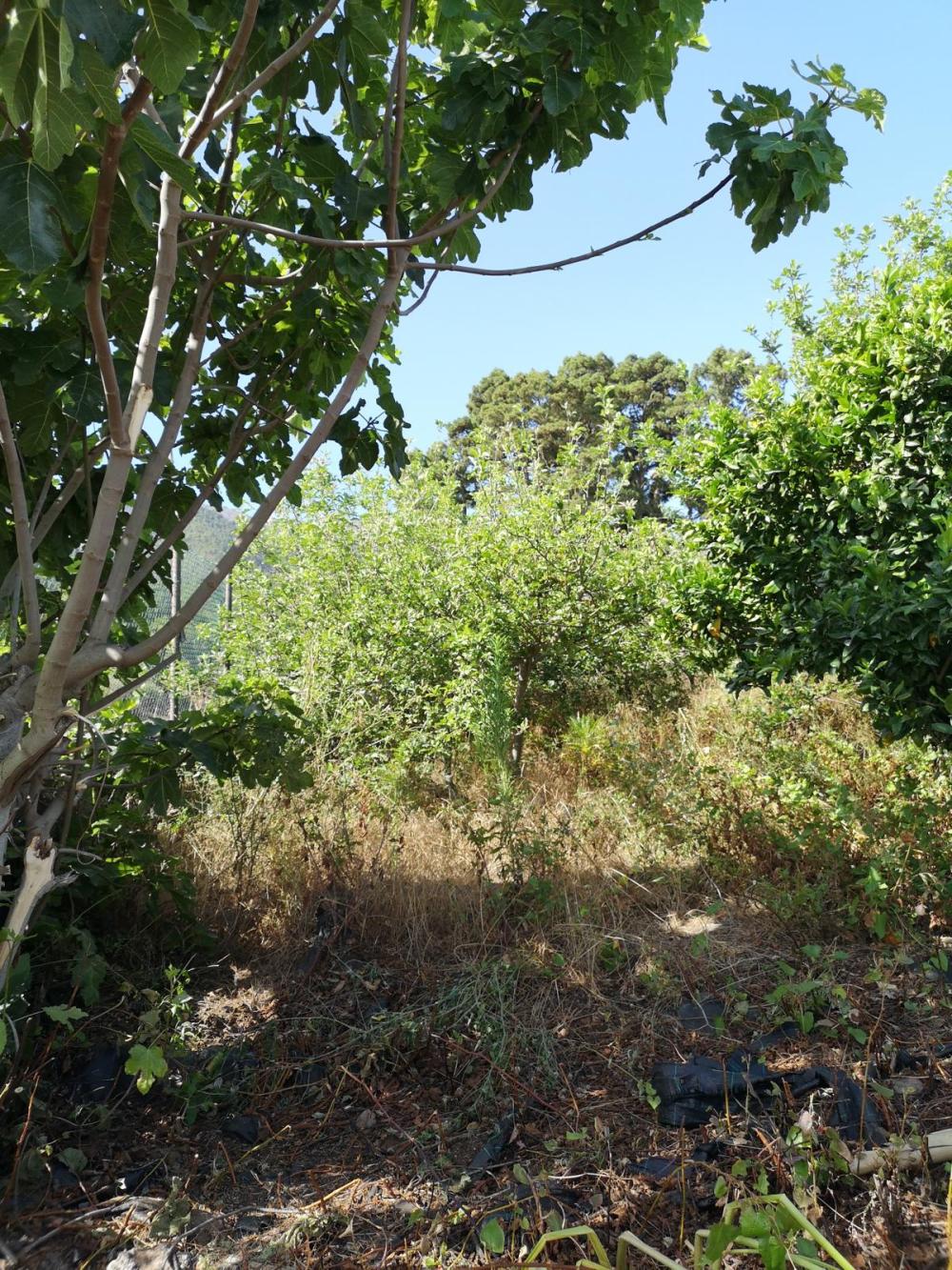  en venta casa Roque Del Faro Palma (La) 8