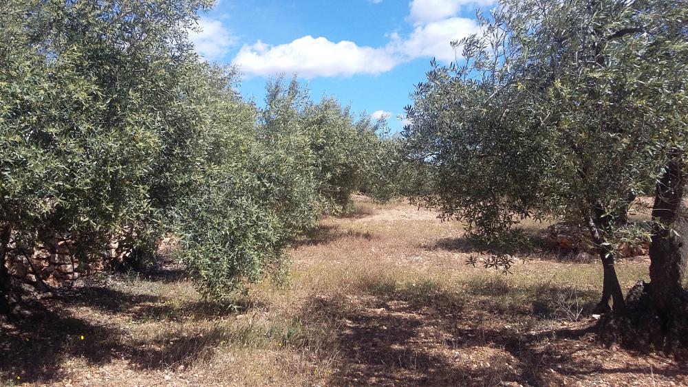  en venta finca rústica L'ampolla Baix Ebre 4