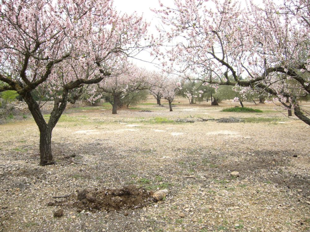  en venta finca rústica L'ampolla Baix Ebre 2