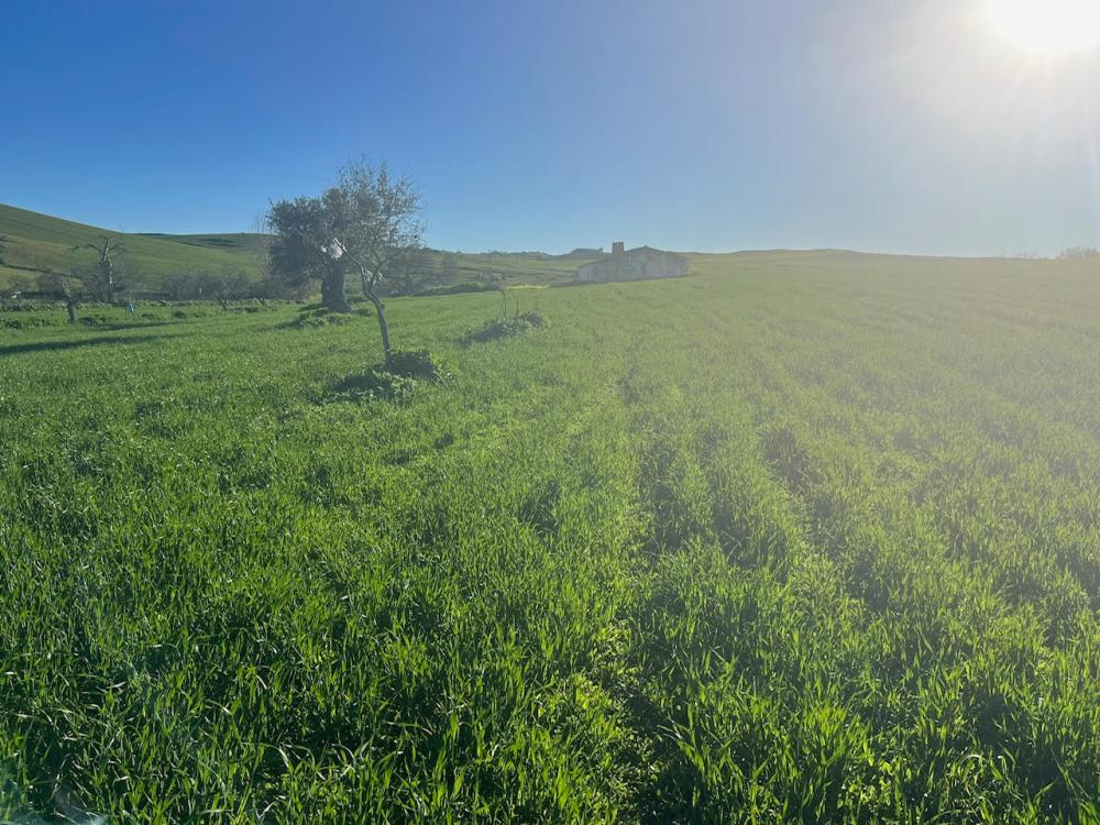  en venta terreno Montemolín Tentudia 2