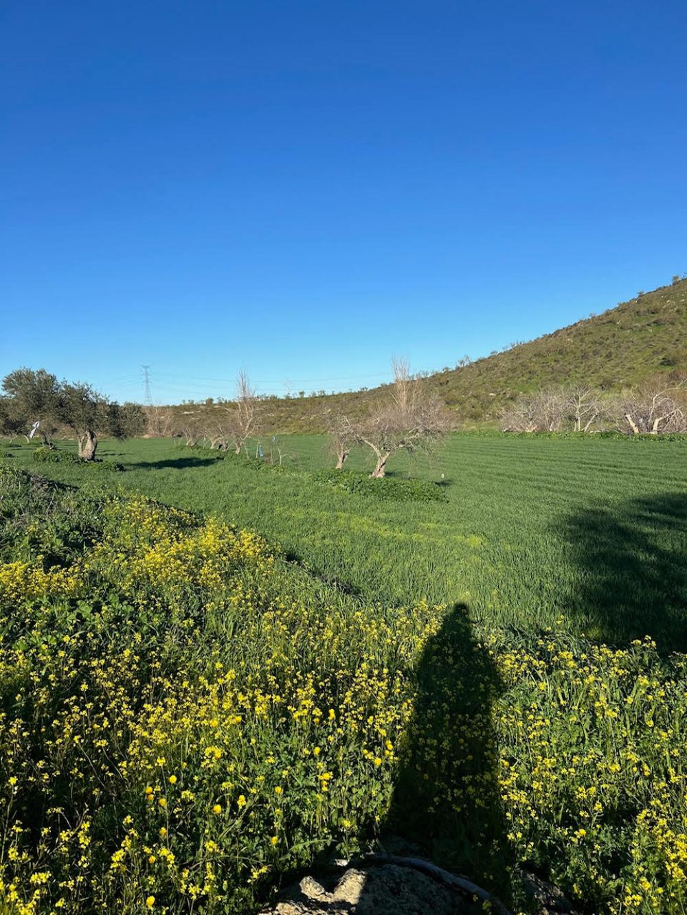  en venta terreno Montemolín Tentudia 4