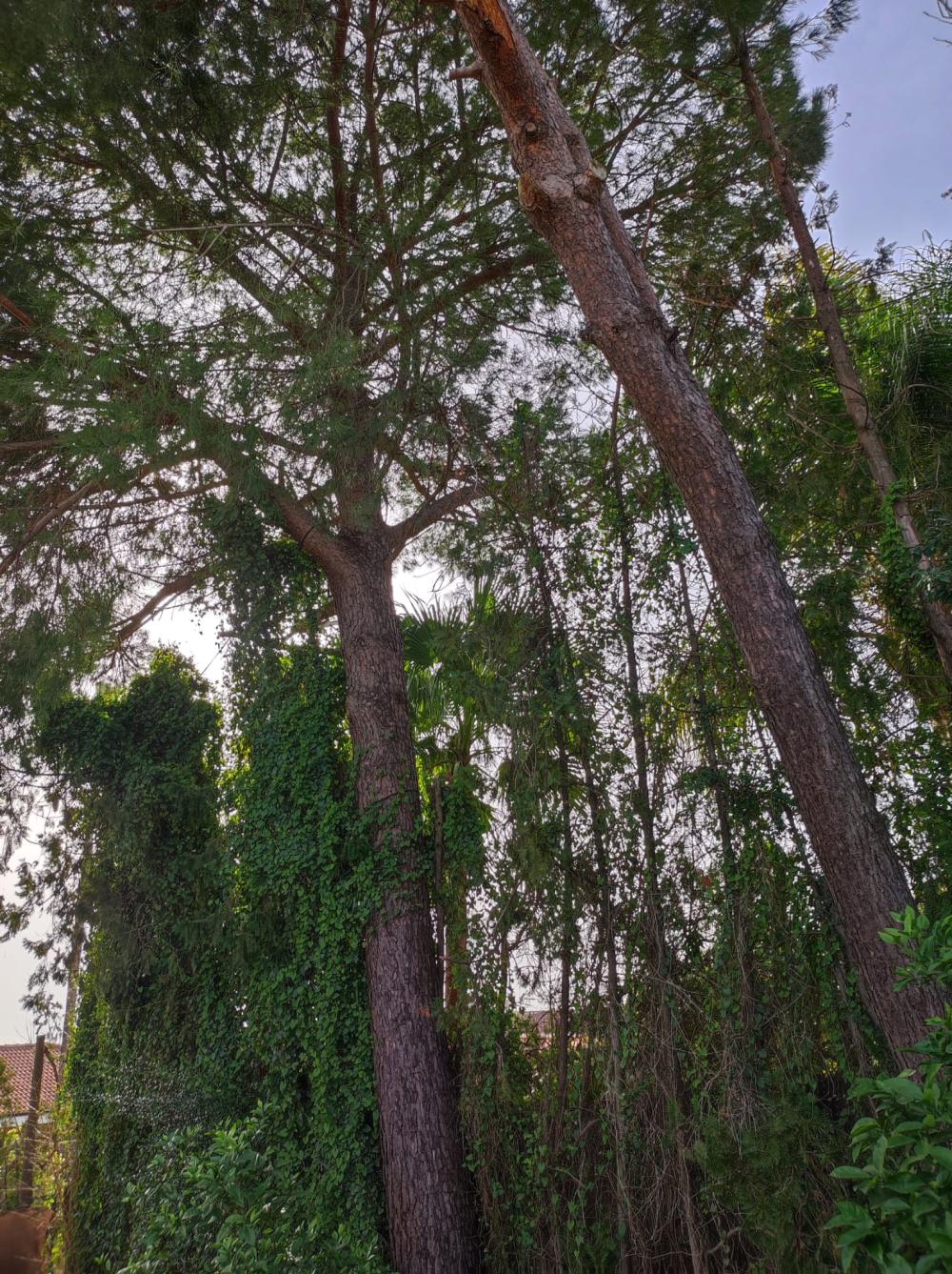  en venta chalet Alcalá De Guadaira Metropolitana De Sevilla 2