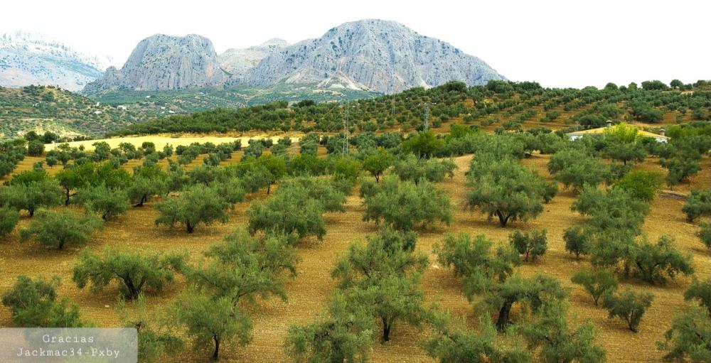  en venta finca rústica Pruna Sierra Sur 4