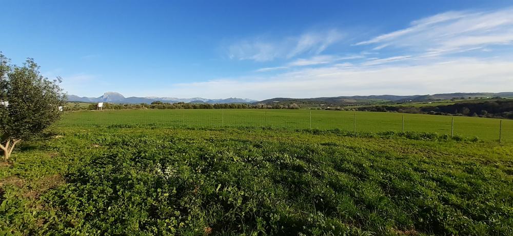  en venta finca rústica Arcos De La Frontera Sierra De Cádiz 46