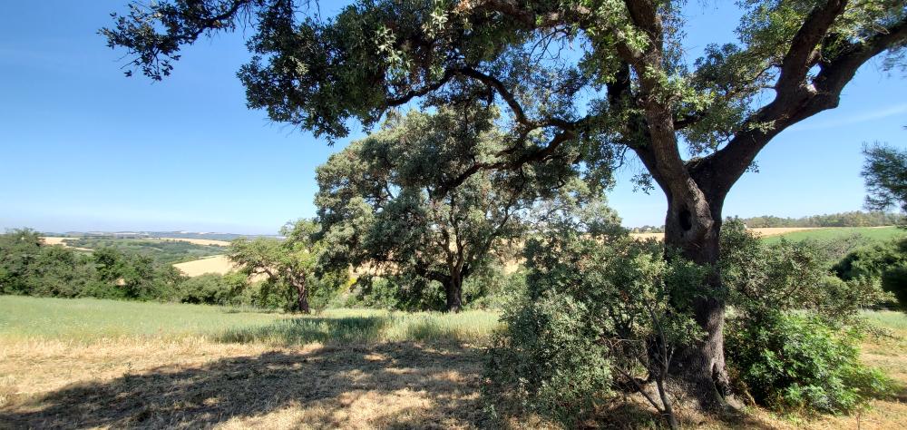  en venta finca rústica Arcos De La Frontera Sierra De Cádiz 42