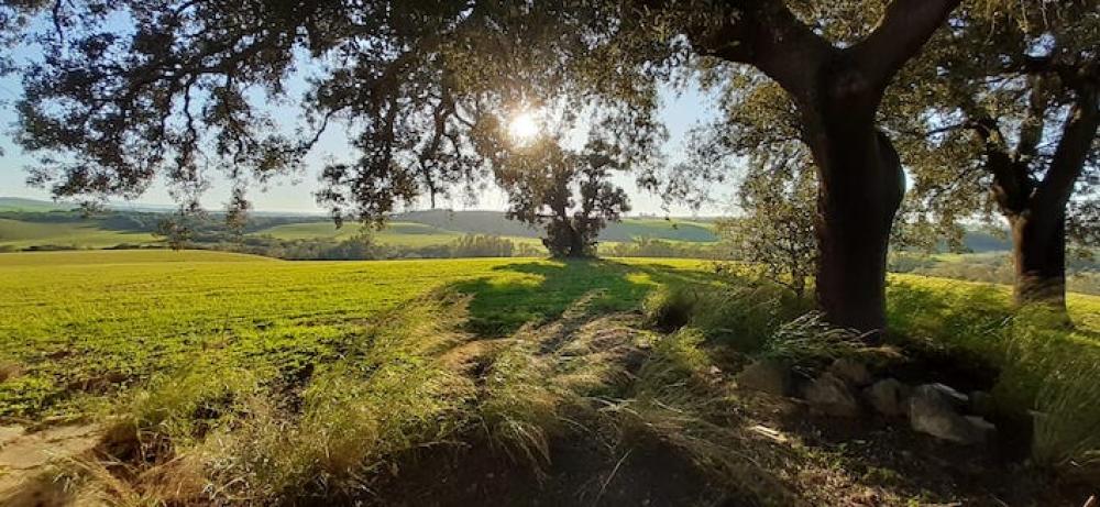  en venta finca rústica Arcos De La Frontera Sierra De Cádiz 34