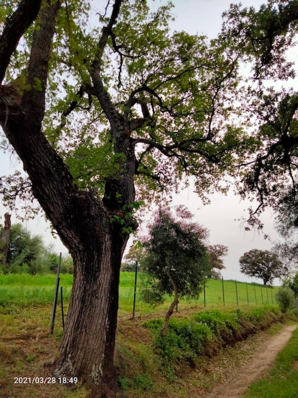  en venta finca rústica Arcos De La Frontera Sierra De Cádiz 36