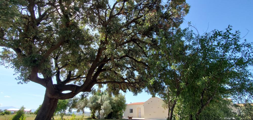  en venta finca rústica Arcos De La Frontera Sierra De Cádiz 43