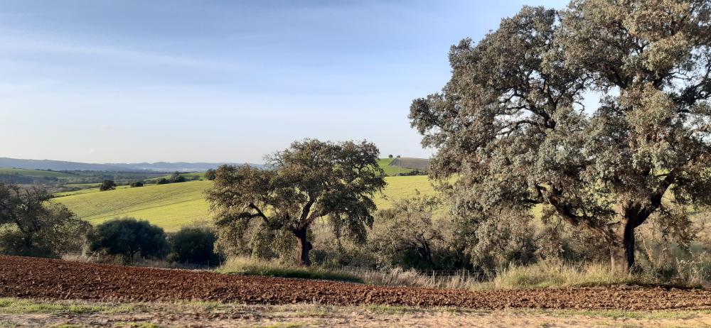  en venta finca rústica Arcos De La Frontera Sierra De Cádiz 47