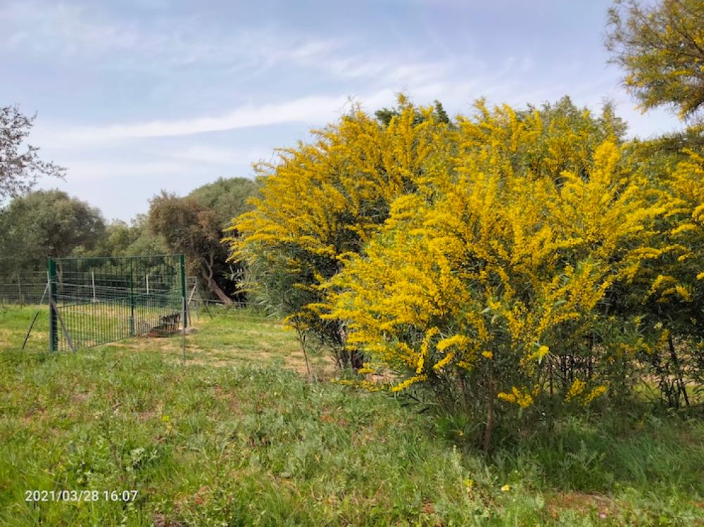  en venta finca rústica Arcos De La Frontera Sierra De Cádiz 37