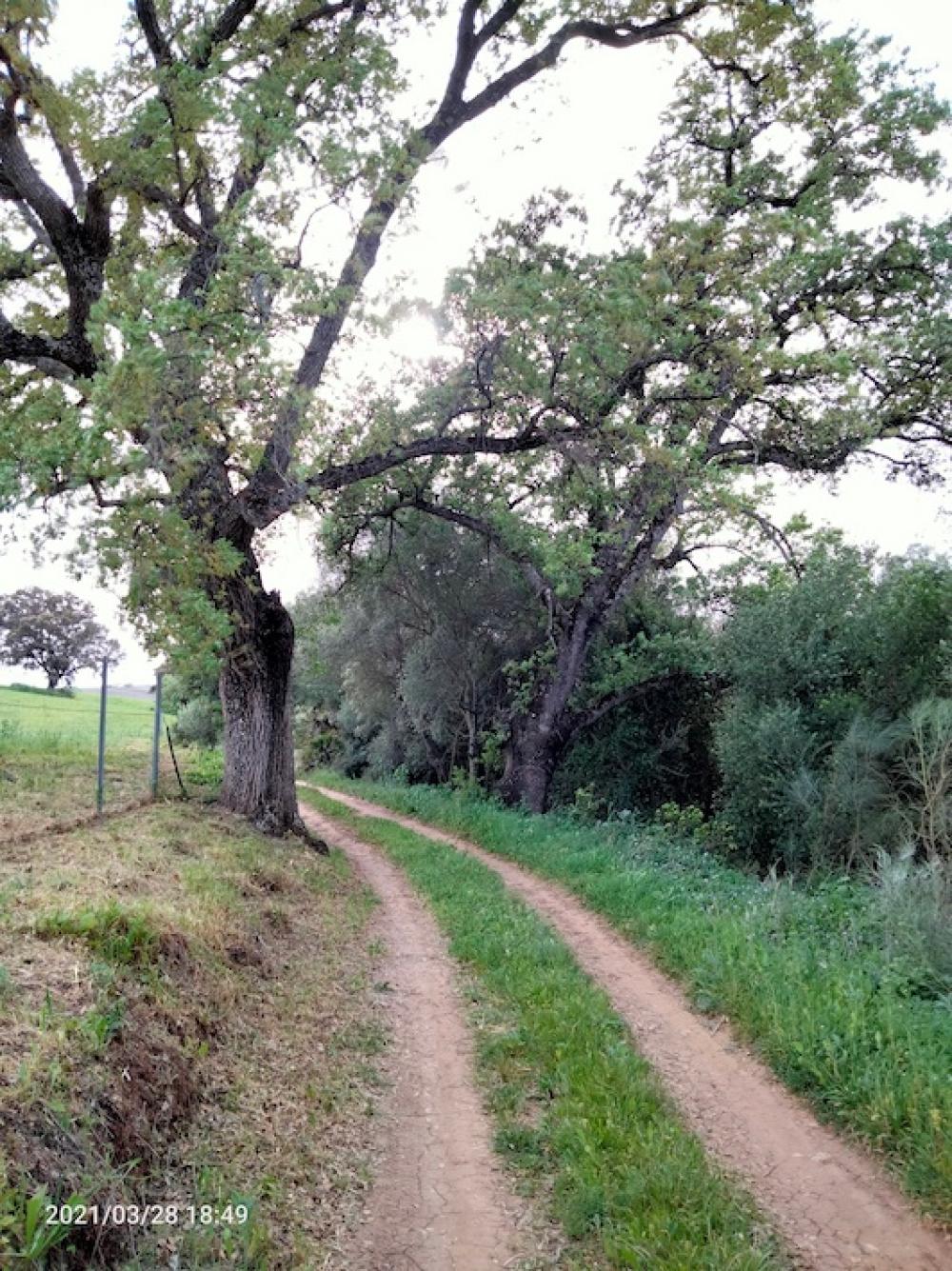  en venta finca rústica Arcos De La Frontera Sierra De Cádiz 38