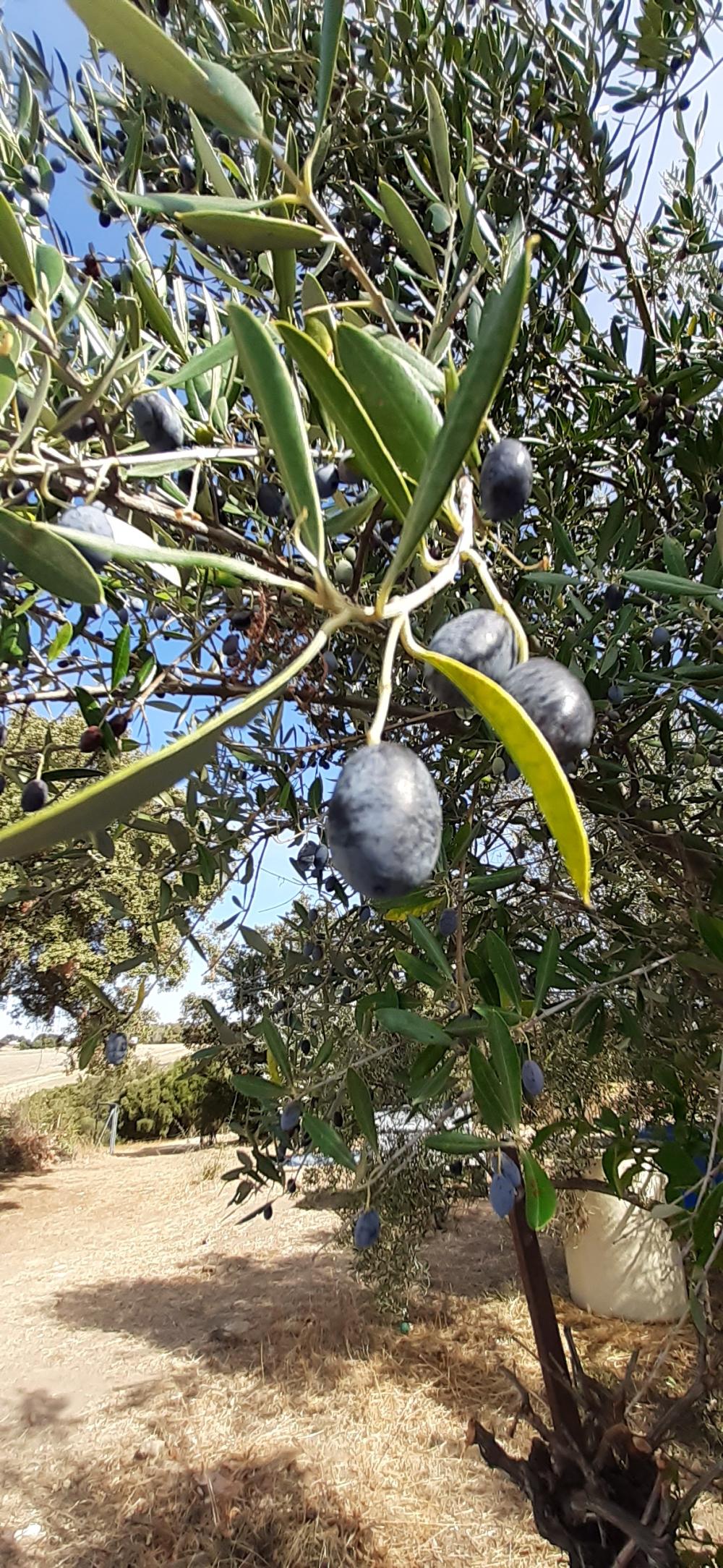  en venta finca rústica Arcos De La Frontera Sierra De Cádiz 44