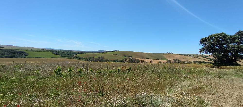  en venta finca rústica Arcos De La Frontera Sierra De Cádiz 48
