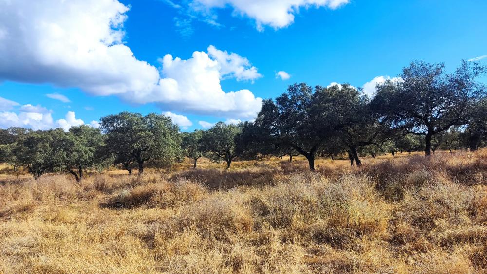  en venta finca rústica Santa Olalla Del Cala Sierra De Huelva 11
