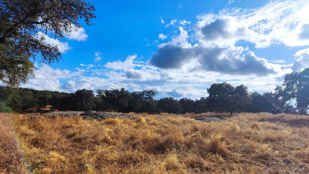  en venta finca rústica Santa Olalla Del Cala Sierra De Huelva 12