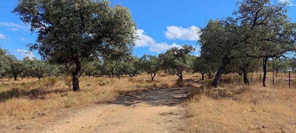  en venta finca rústica Santa Olalla Del Cala Sierra De Huelva 4