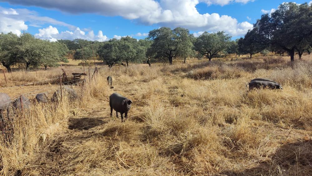  en venta finca rústica Santa Olalla Del Cala Sierra De Huelva 10