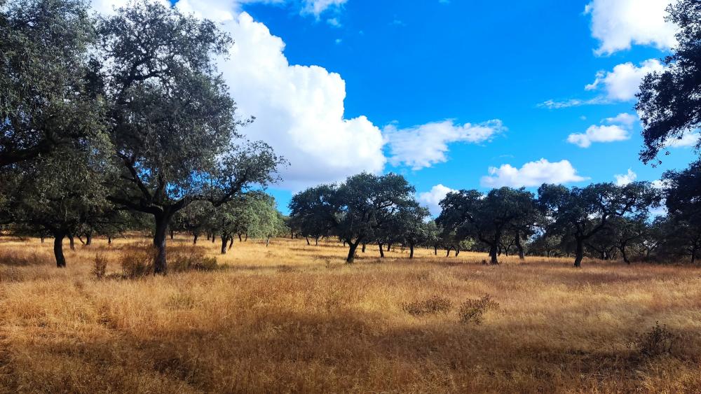  en venta finca rústica Santa Olalla Del Cala Sierra De Huelva 9